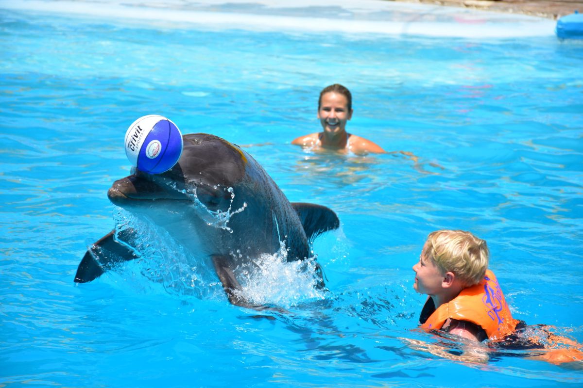 Swimming with Dolphins Adventure in Sharm El Sheikh 4