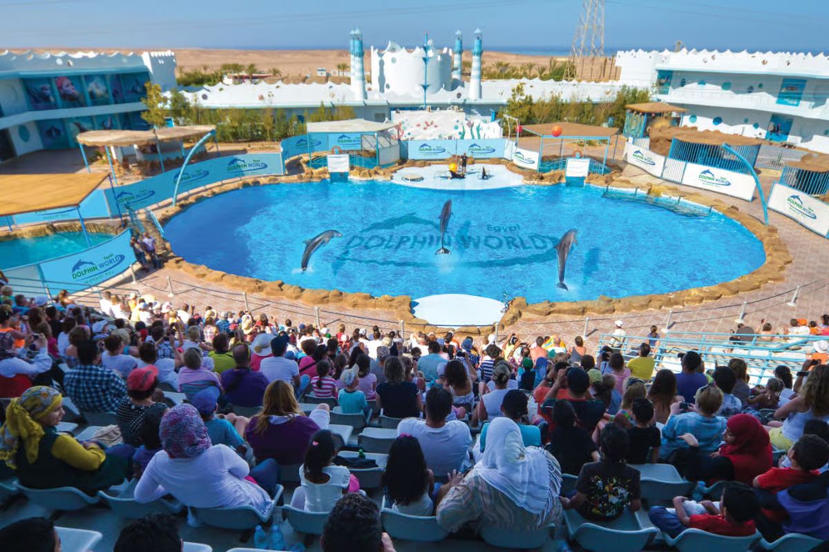 Dolphin World Show with Walrus Hurghada 2