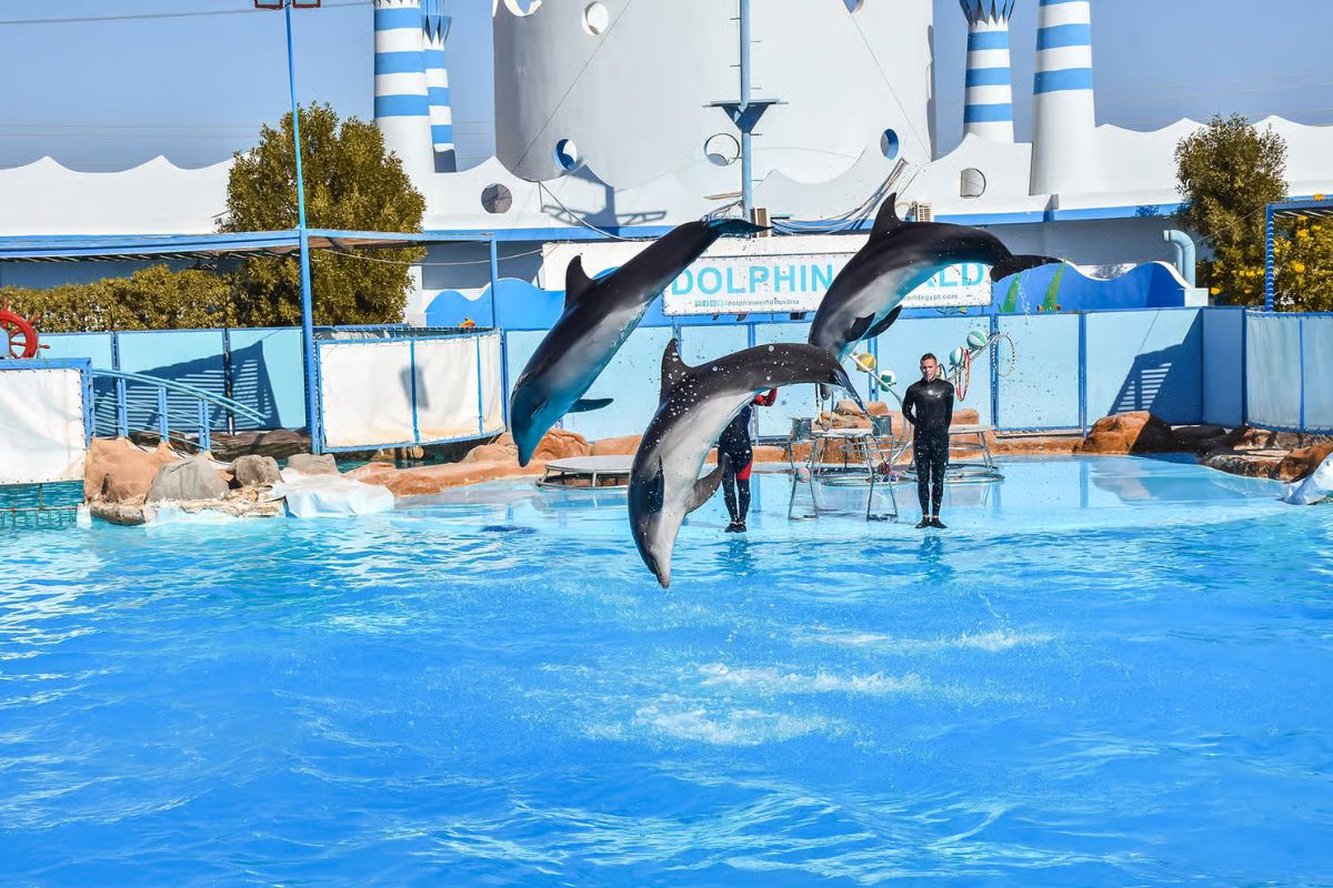 Dolphin World Show with Walrus Hurghada 3