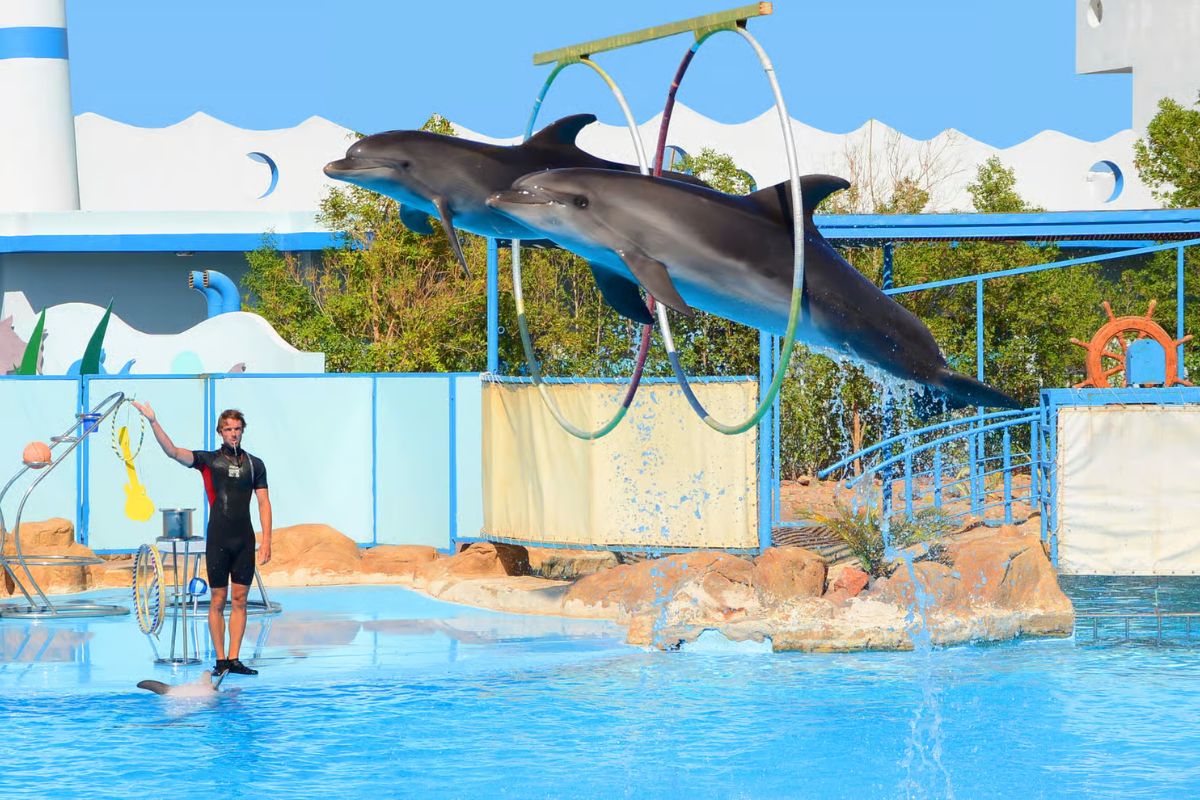 Dolphin World Show with Walrus Hurghada 4
