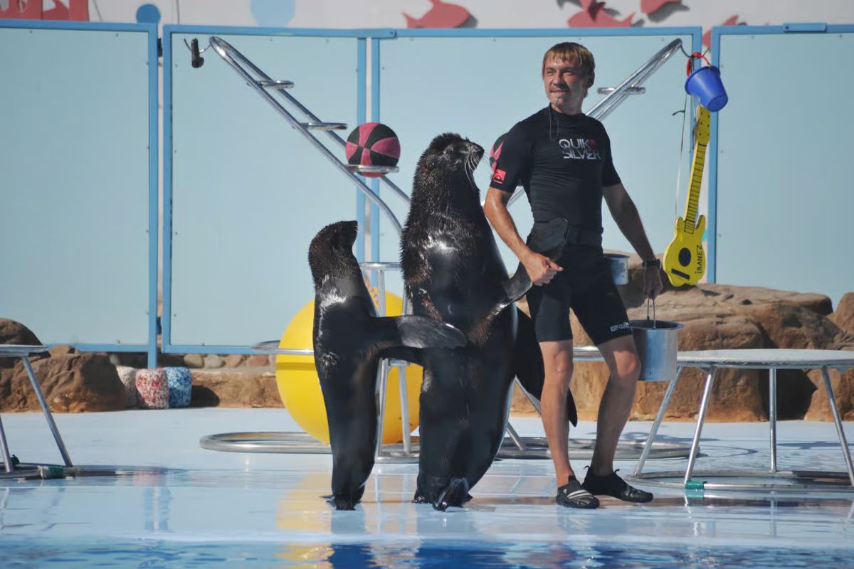 Dolphin World Show with Walrus Hurghada 5