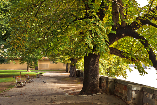 Do you want to discover the heritage of Prague? Just go with the flow, from Kampa Island, to the Svatopluk Čech Bridge, via the Rudolfinum.