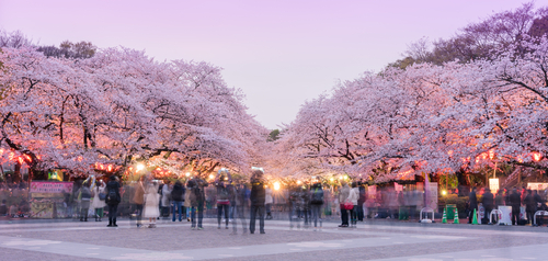 Discover the Nippon capital! This longer run will give you the opportunity to explore Tokyo’s temples and ultramodern district of Shibuya, as well as the chance to experience the unique atmosphere of the Harajuku district.