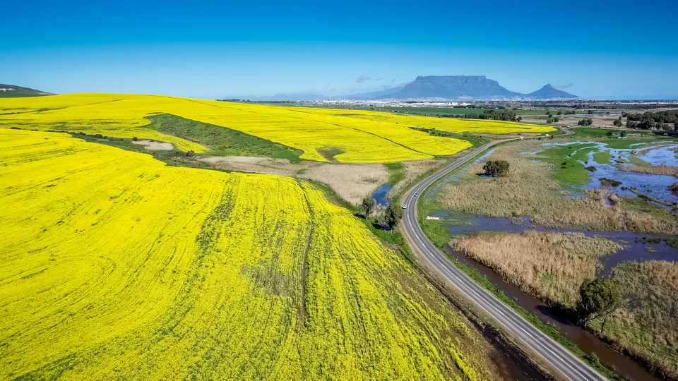 Canola Fields
