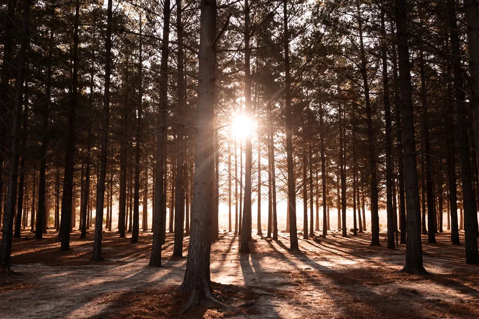 Tokai Forest