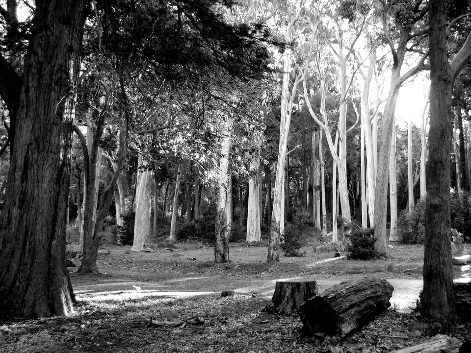 Tokai Forest