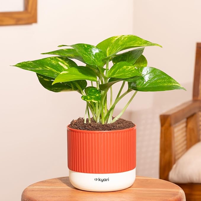 Kyari Money Variegated Live Indoor Plant with Red Brick Self Watering Pot - Mylo Pot