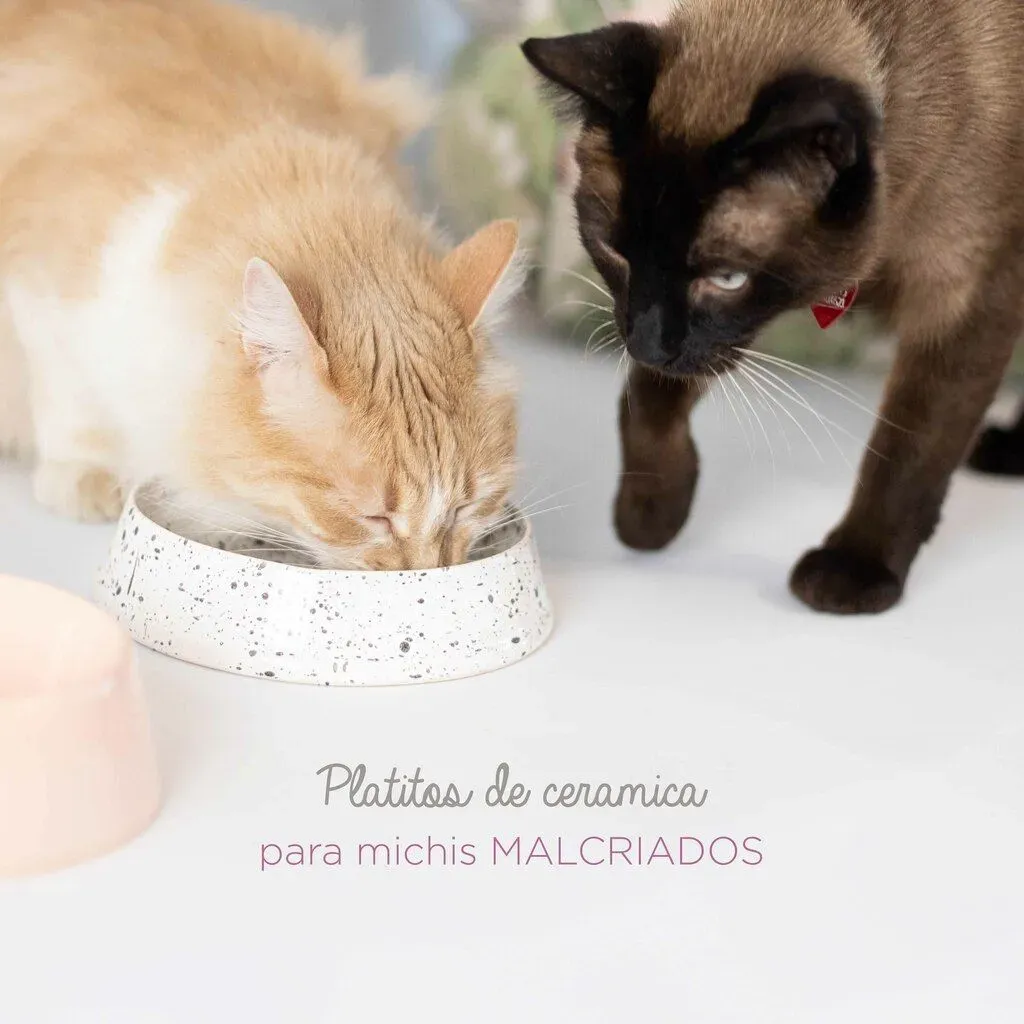 Platito Cerámica Gato y COMBO