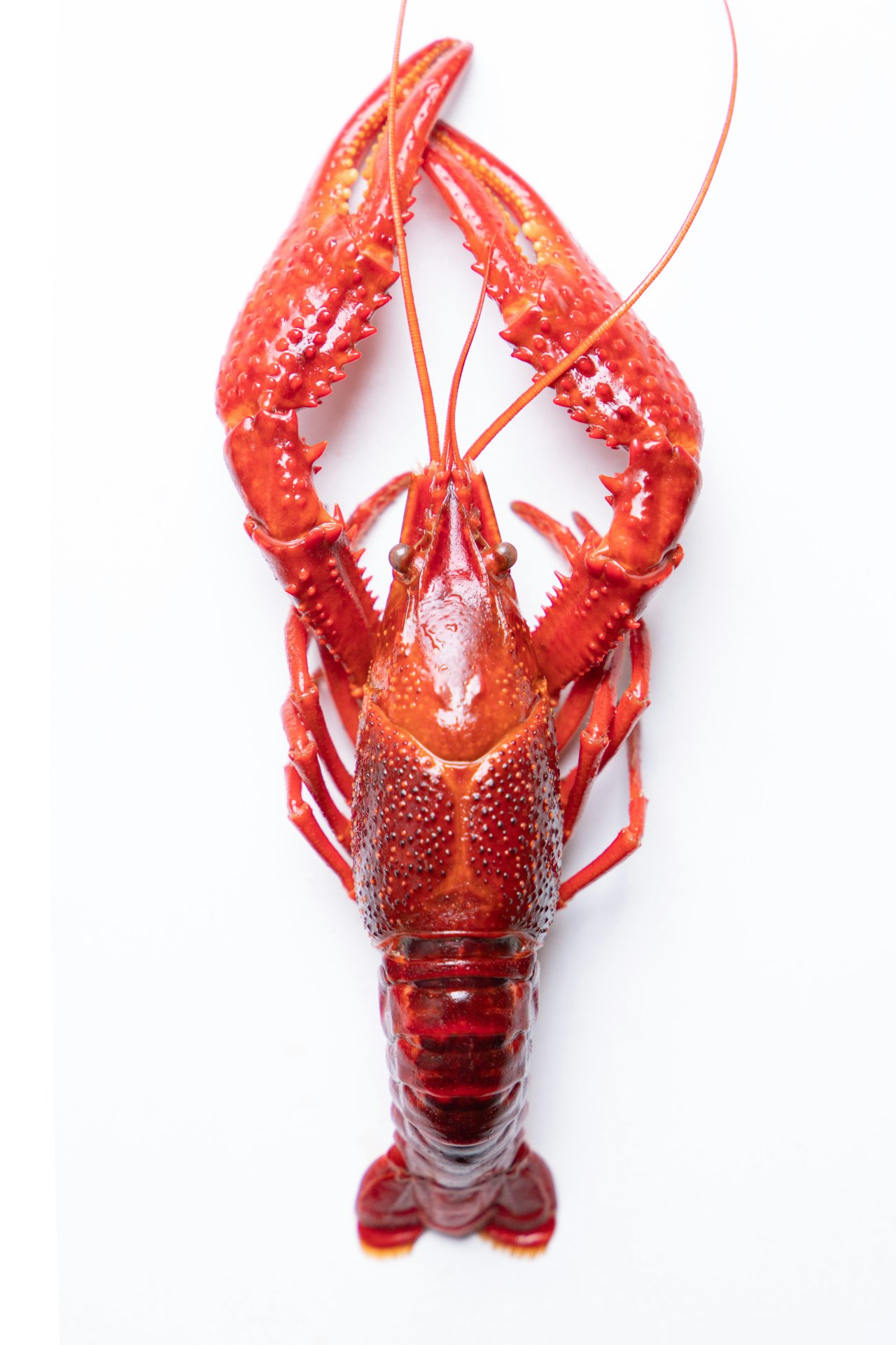 Caribbean Lobster Tail — 5/6 oz