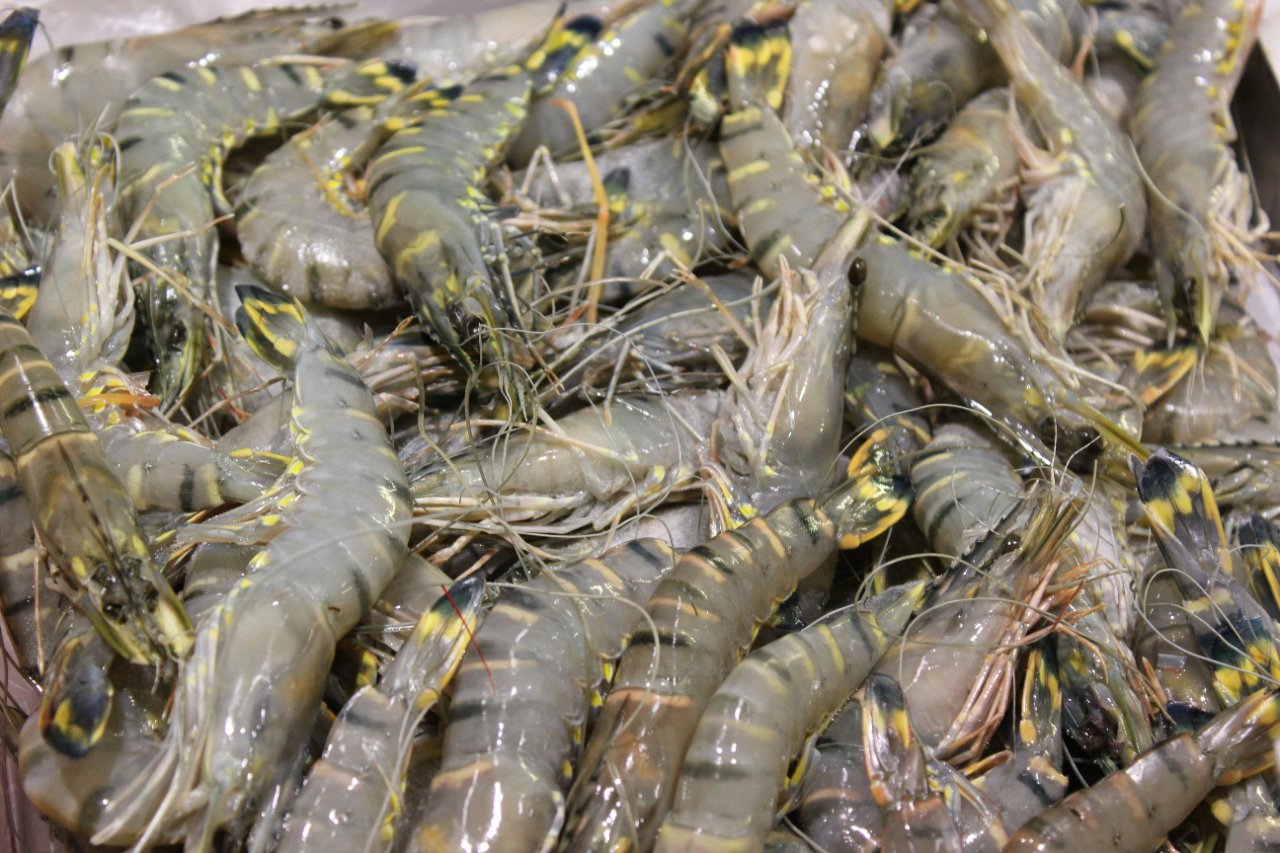 Jumbo Shrimp — 16/20 IQF