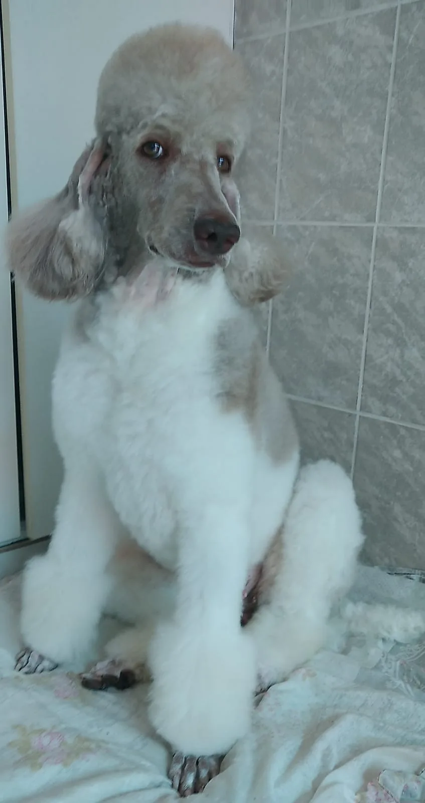 teste3 — matriz Show Dogs