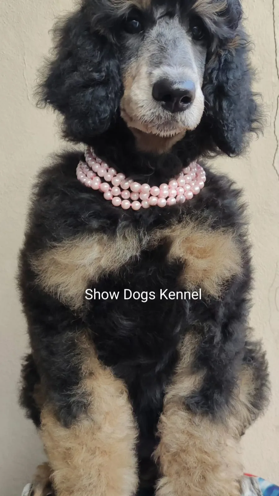 teste3 — matriz Show Dogs