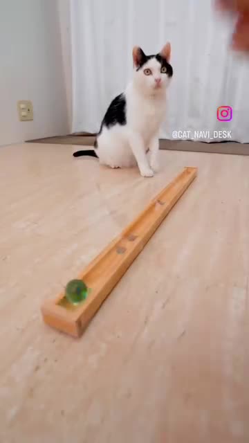Comedy Bella 1