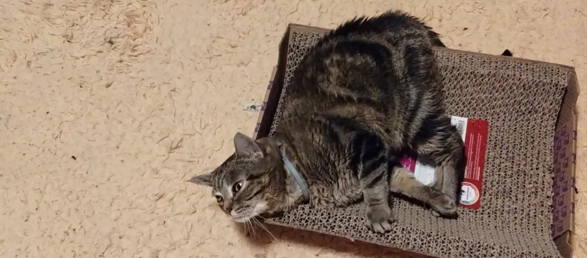 My sweet little tabby pepper. #cat #cute #veganlife