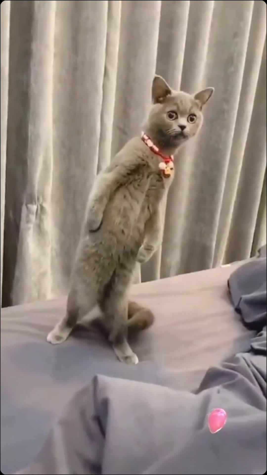 A festa dos gatos #funny
