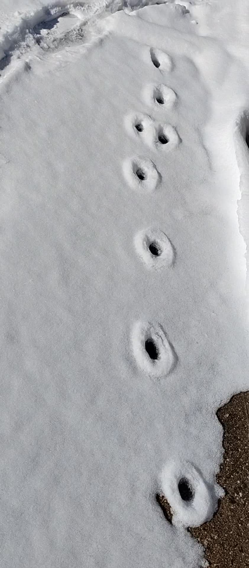 Cat footprints in the snow. #snow #cat #winter