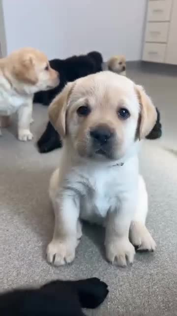 Dogs