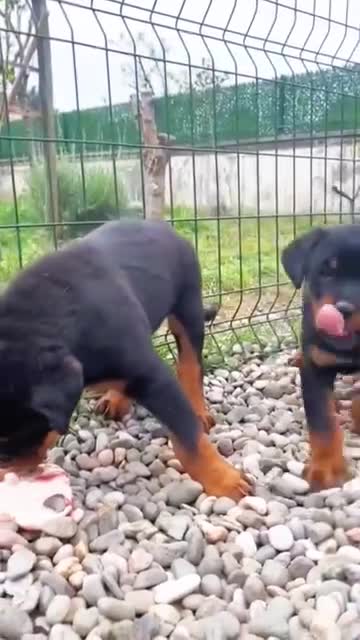 Dogs