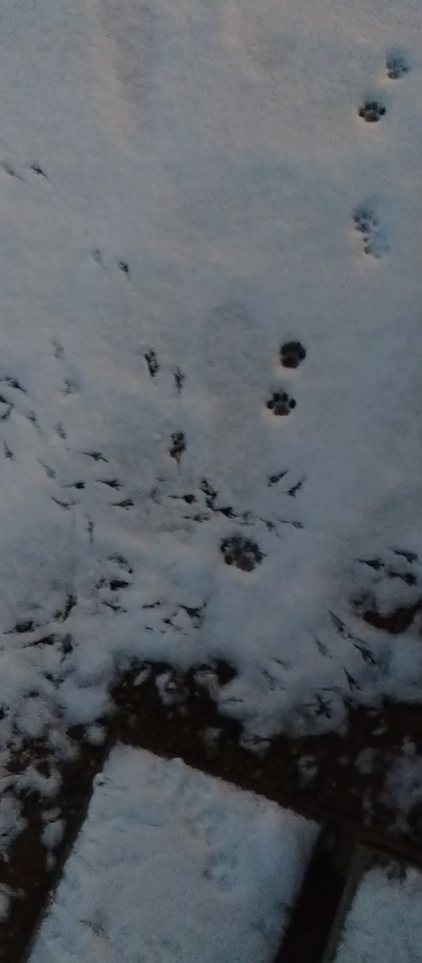 Different footprints from random animal visitors in the snow. #cat #snow