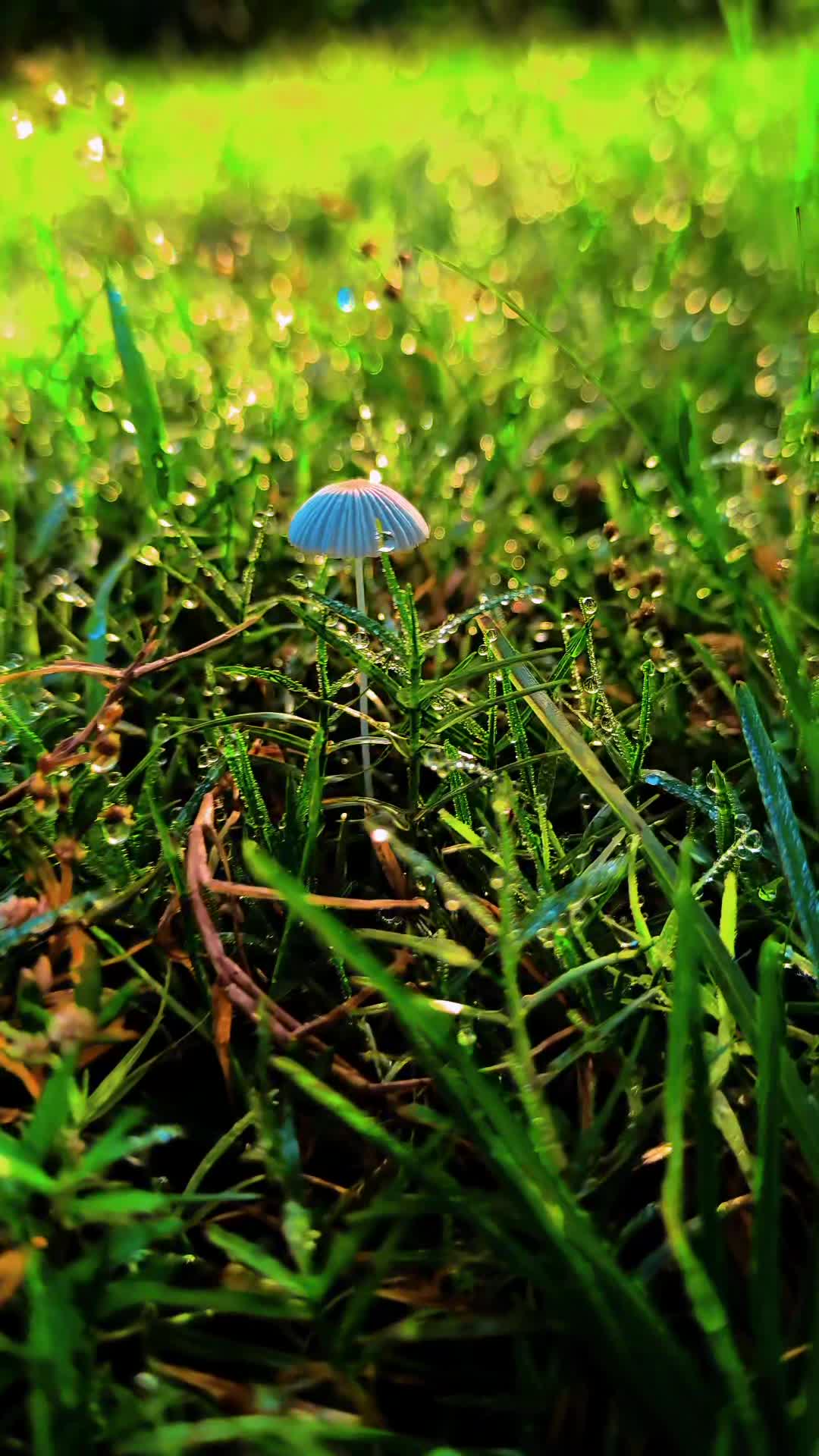 ভেজা চোখে