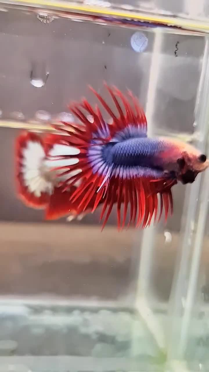 Betta fish #bettafish
