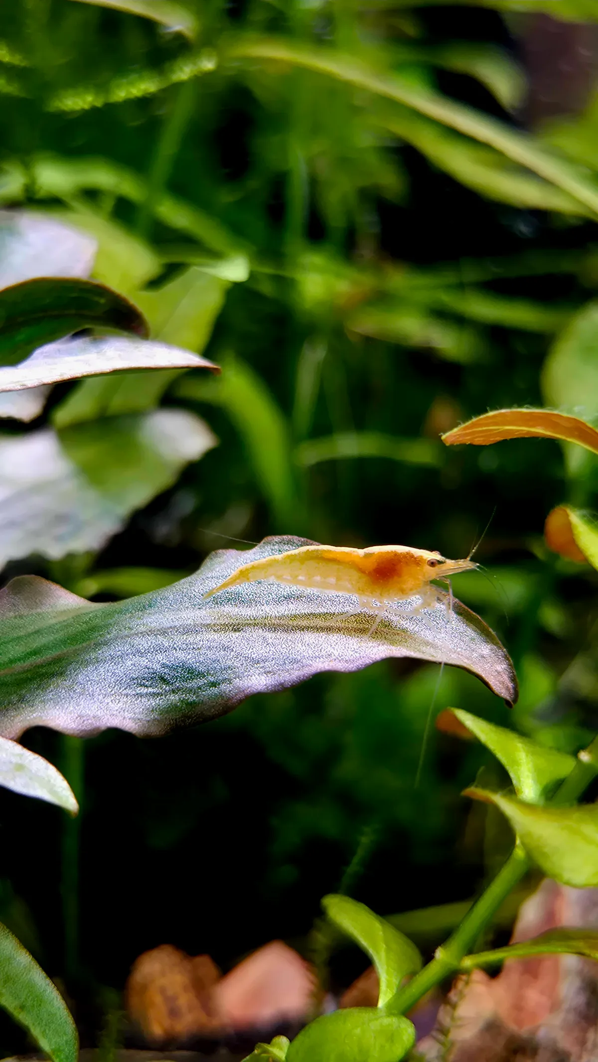 Yellow Fire Garnele | Neocaridina davidi "Yellow" Bild 4