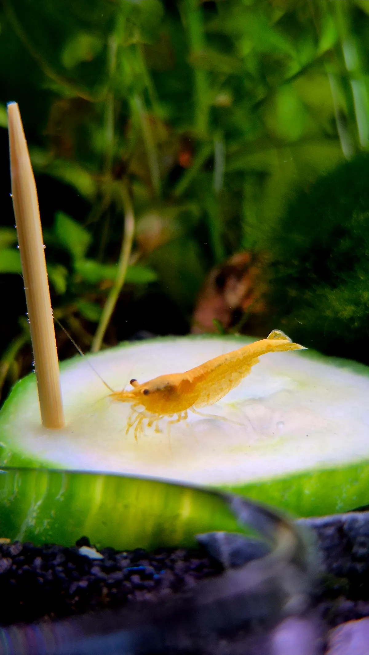 Yellow Fire Garnele | Neocaridina davidi "Yellow" Bild 2