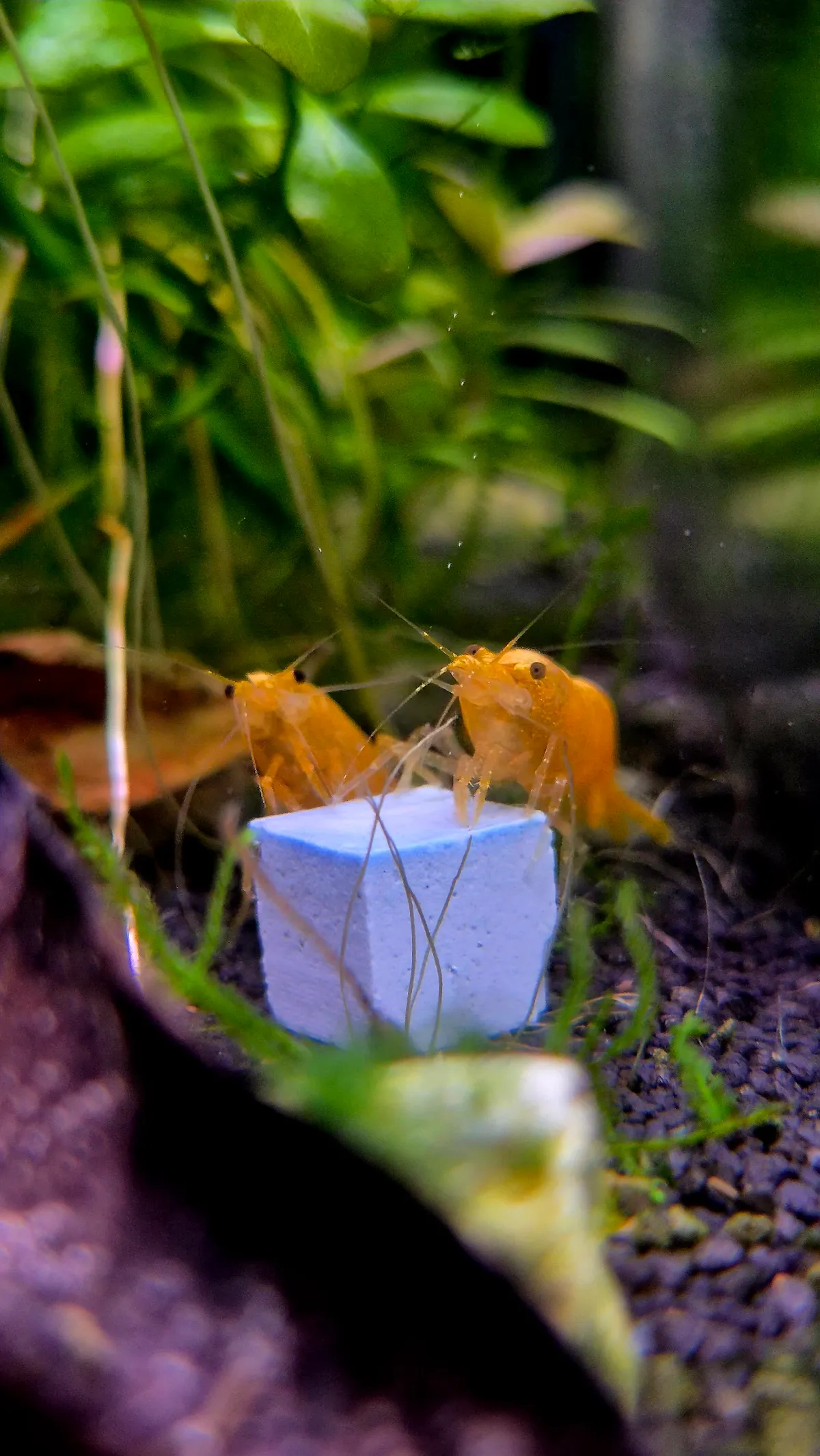 Yellow Fire Garnele | Neocaridina davidi "Yellow"