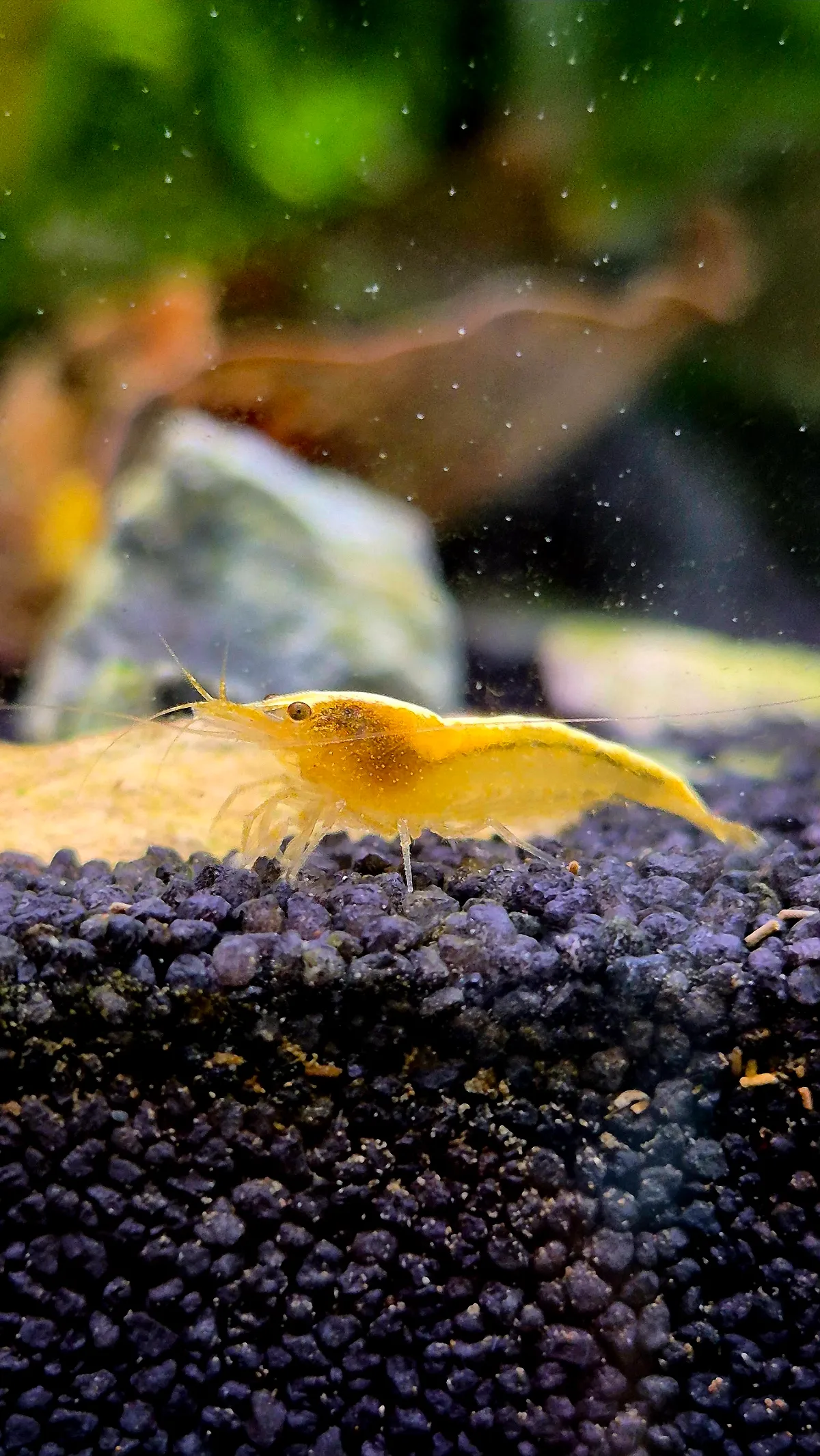 Yellow Fire Garnele | Neocaridina davidi "Yellow" Bild 3