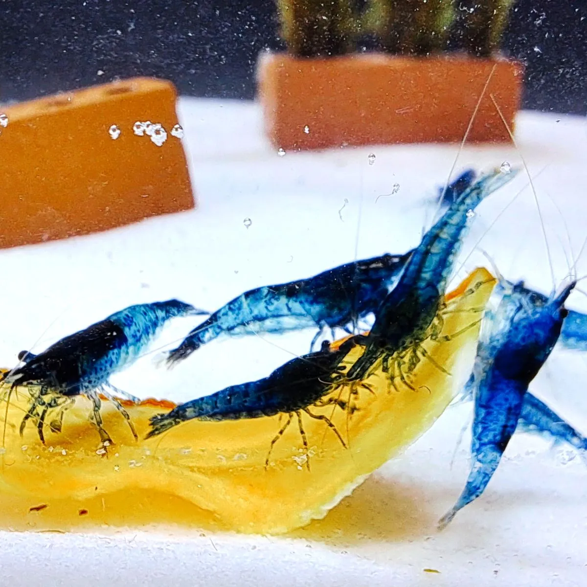 Blue Diamond Neocaridina in Northeim