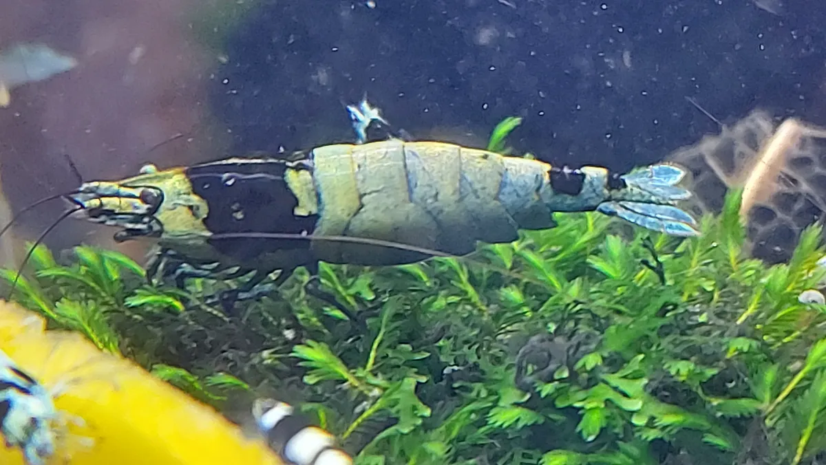 Blue shadow mosura - Taiwan bee - Caridina