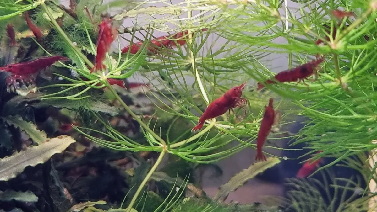 bloody mary - Neocaridina - Leitungswasser