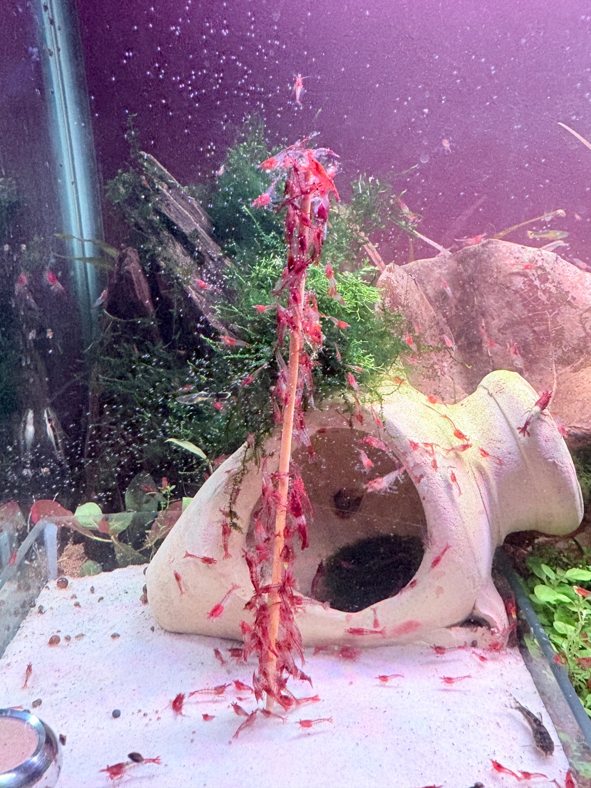 Red Rilli Garnelen aus eigener Hobbyzucht