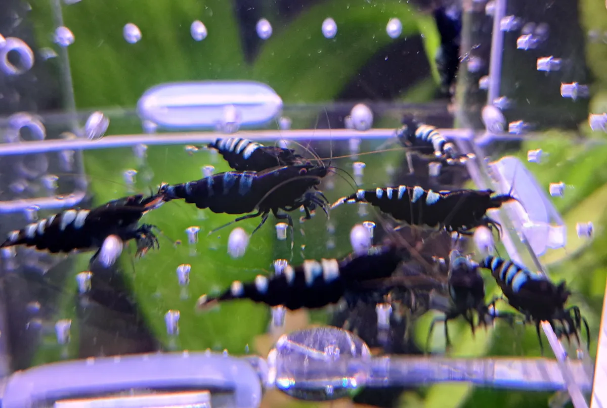 Black Pinto Zebra
