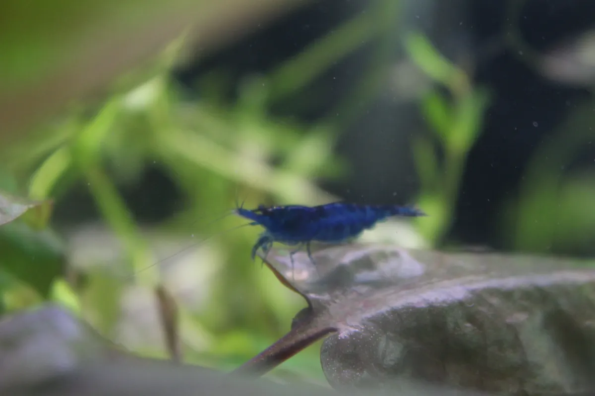 10 Blue Dream Garnelen Für 8 Euro