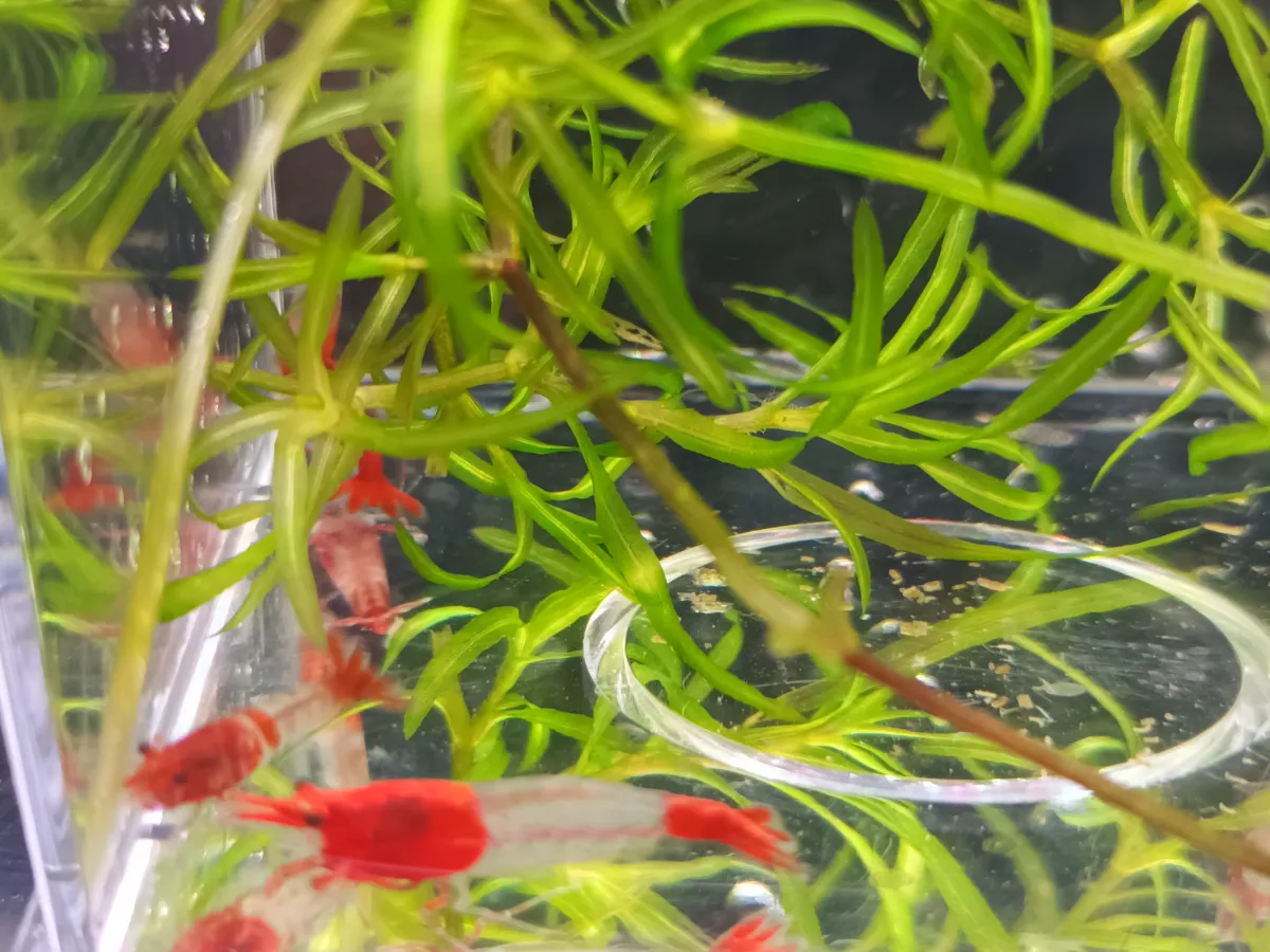 10 Red Rili Garnelen Für 8 Euro