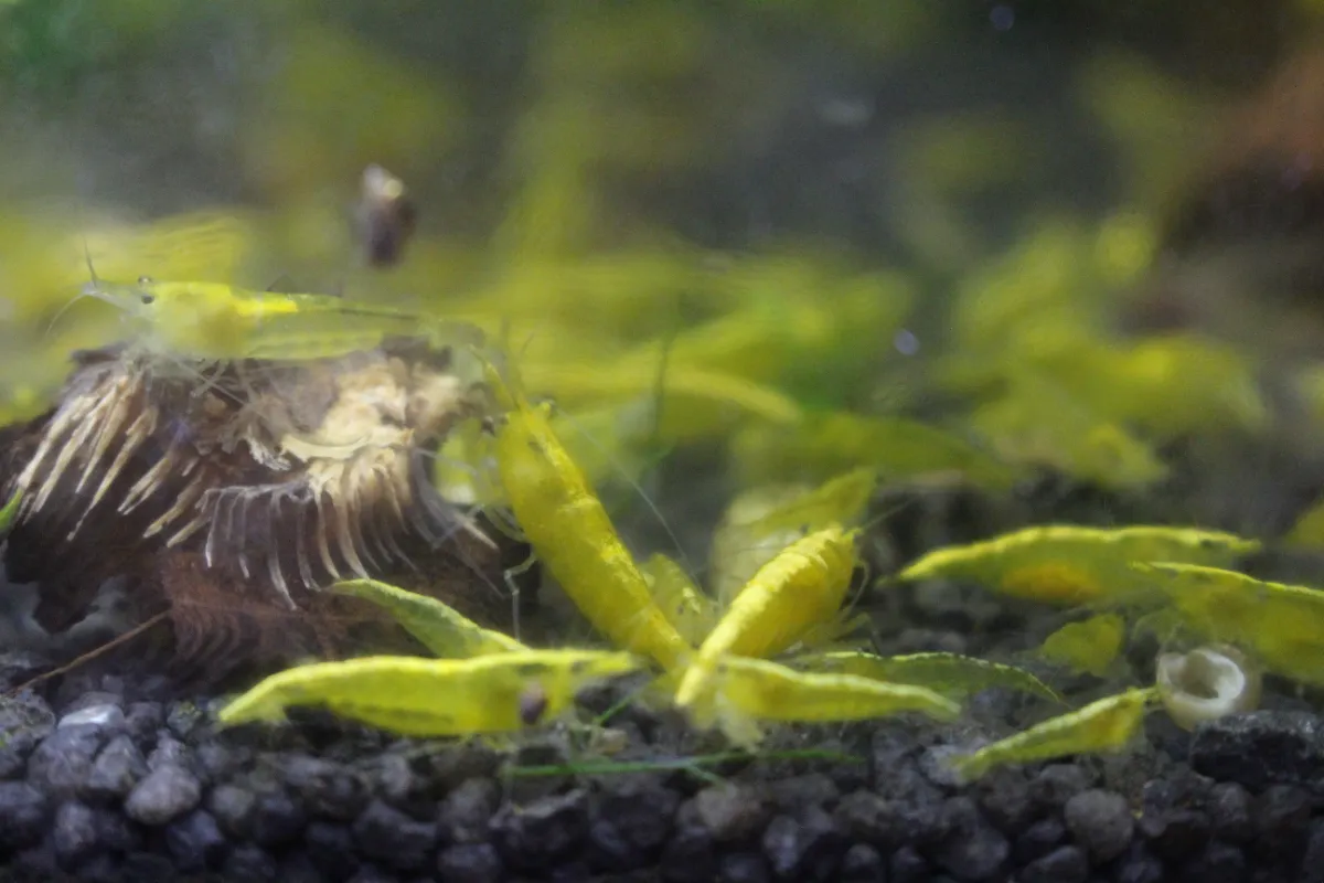 10 Yellow Fire Garnelen Für 8 Euro