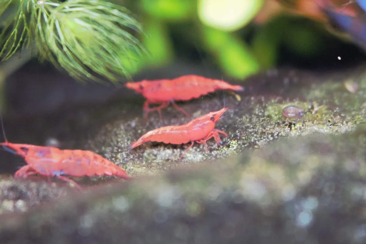 10 Red Fire Garnelen Für 6 Euro