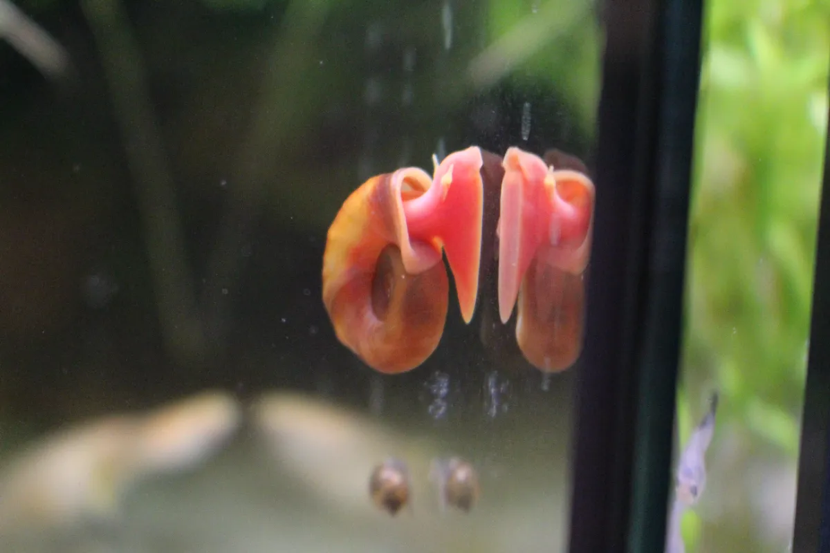 10 Rosa Posthornschnecken Für 3 Euro