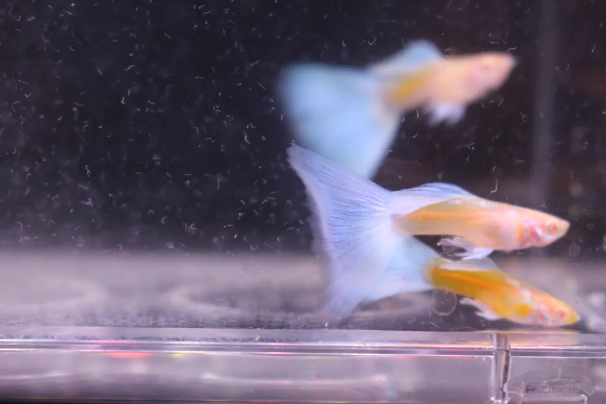 Guppy Blue\Red Sky\Topaz