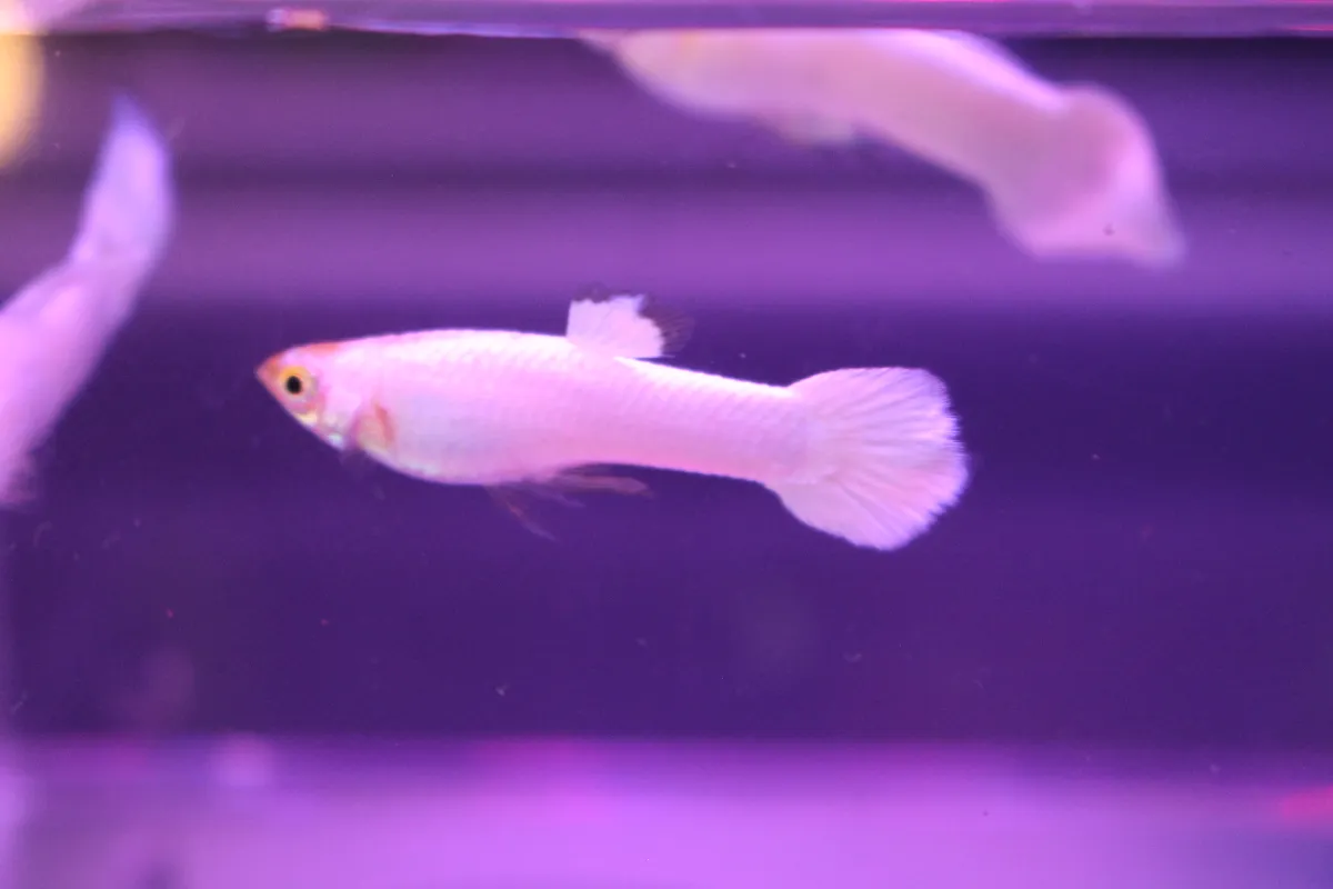 Guppy Snow White