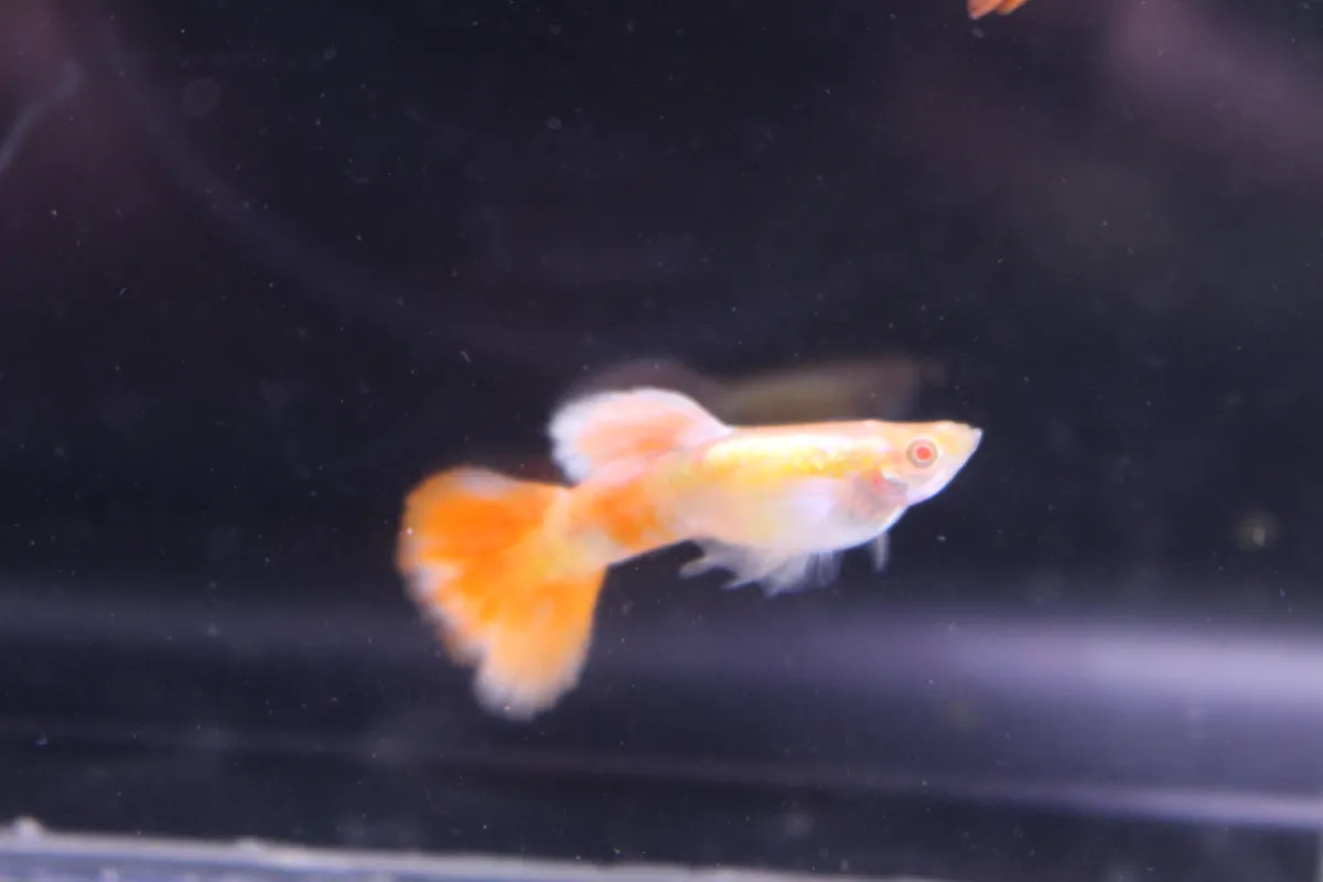 Guppy Dumbo Red Platinium Big Ear White