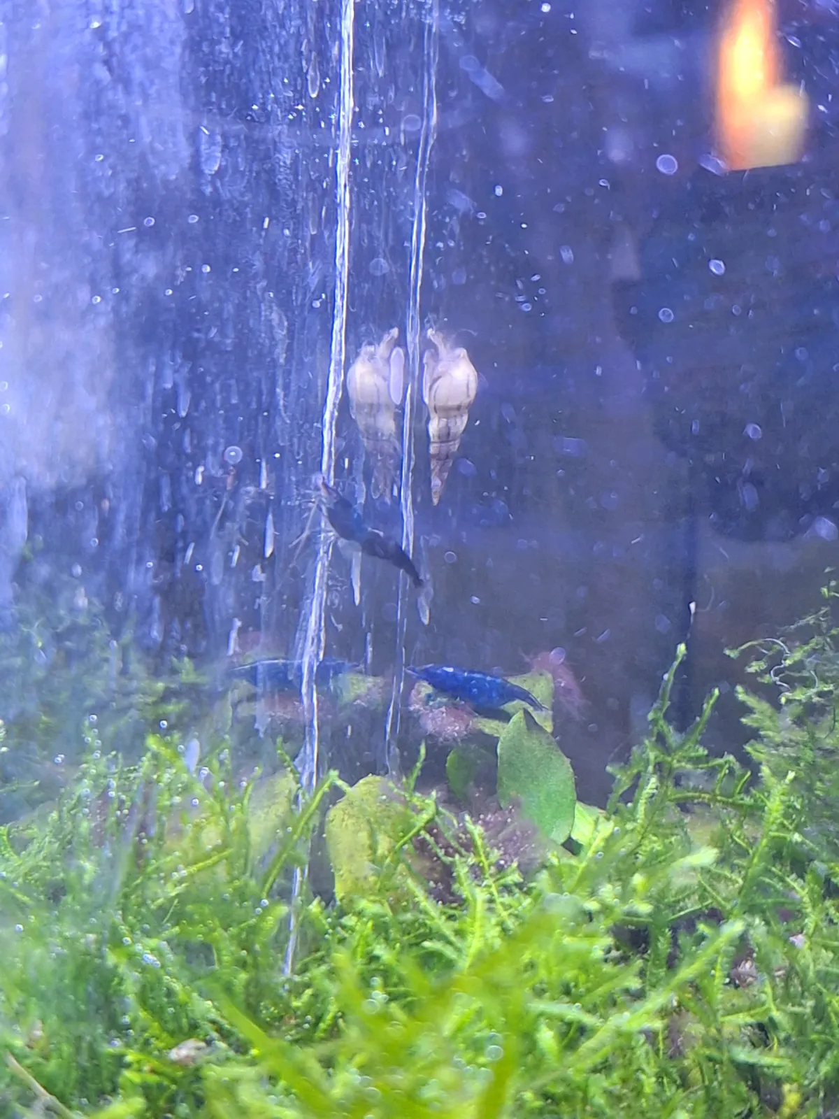 Blue black rili Neocaridina garnelen