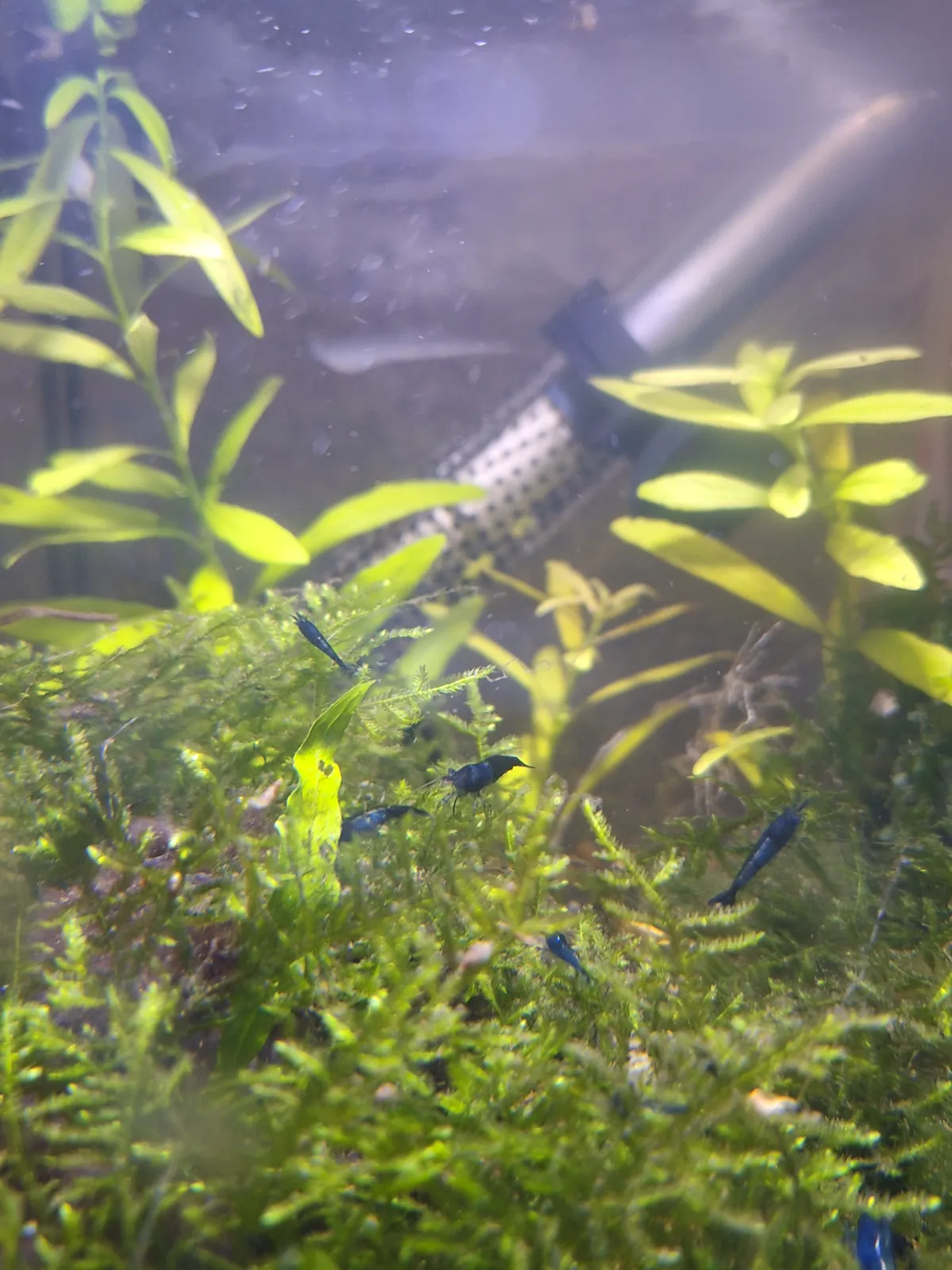 Blue black rili Neocaridina garnelen Bild 2