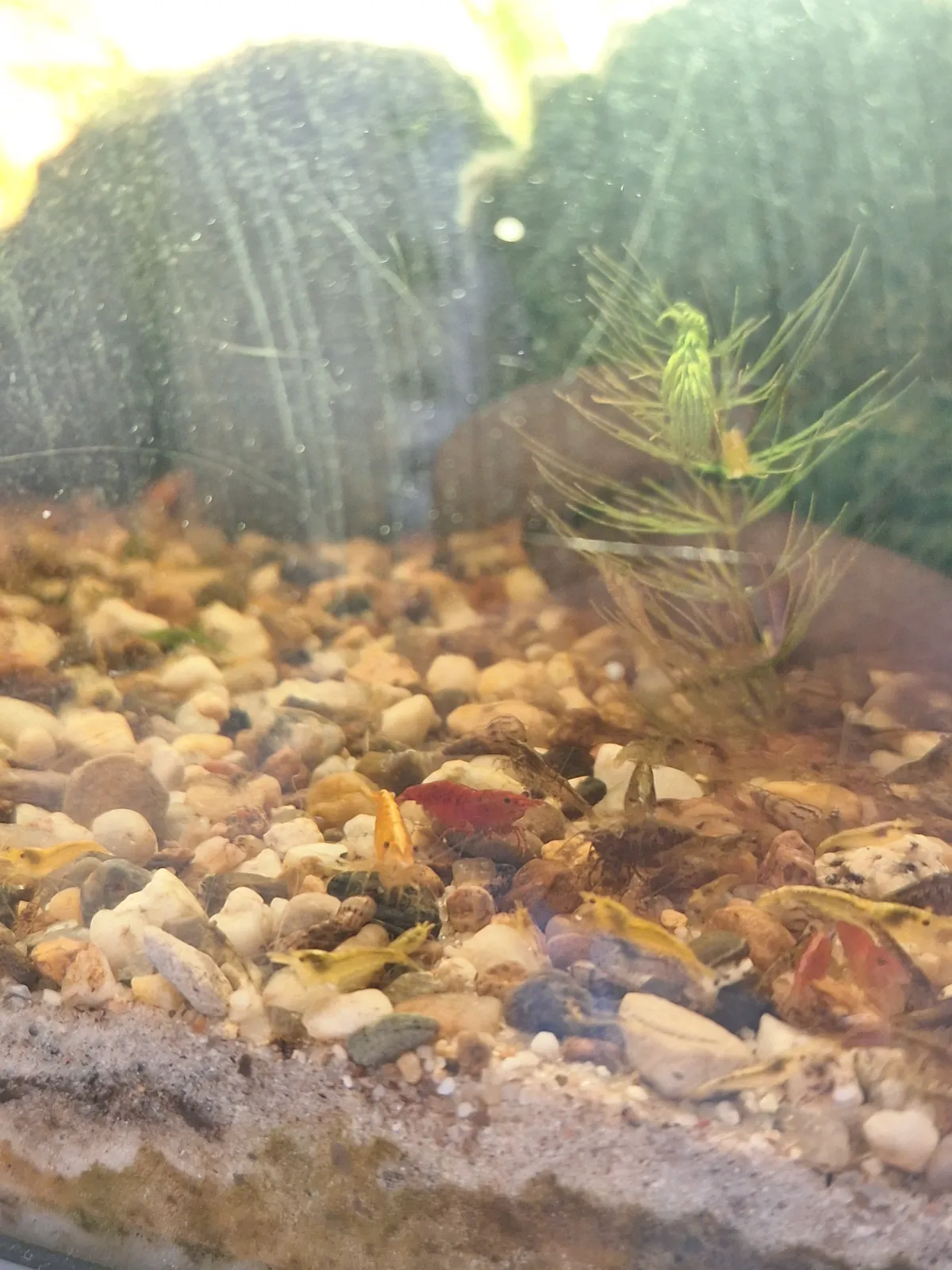Neocaridina Mix aus einigen farbschlägen
