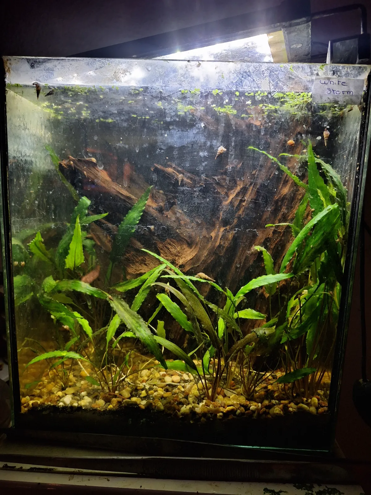 Pflanzen aquarium
