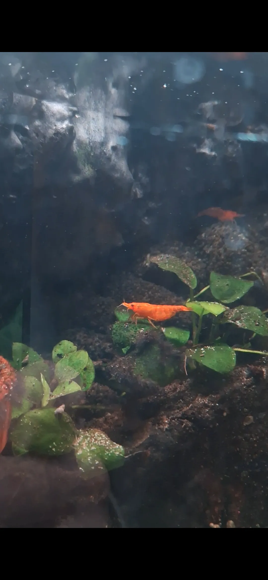 Orange Sakura