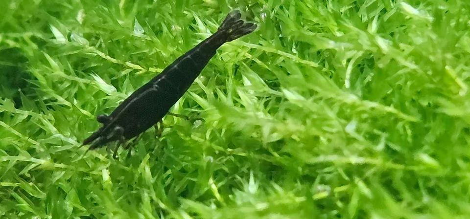 Black Sakura Garnelen (Neocaridina) - tiefschwarz, reinerbig in Herten