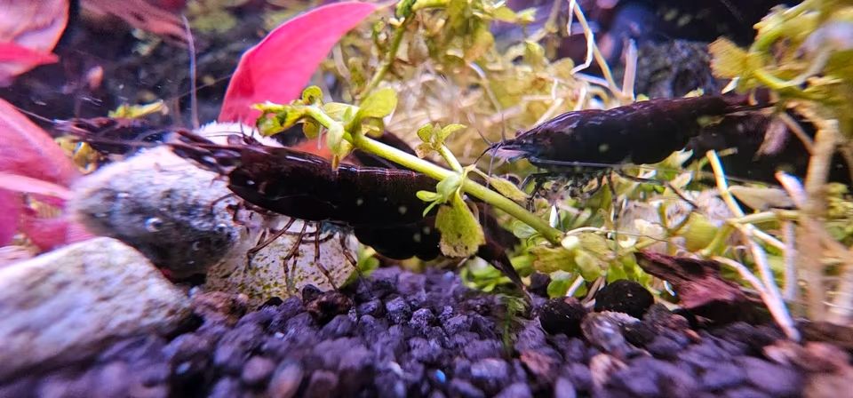Black Sakura Garnelen (Neocaridina) - tiefschwarz, reinerbig Bild 4