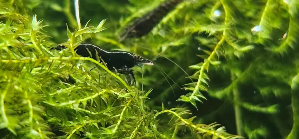 Black Sakura Garnelen (Neocaridina) - tiefschwarz, reinerbig Bild 3